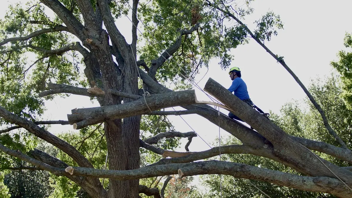 Professional Hazardous Tree Removal performed by certified arborists in Burton